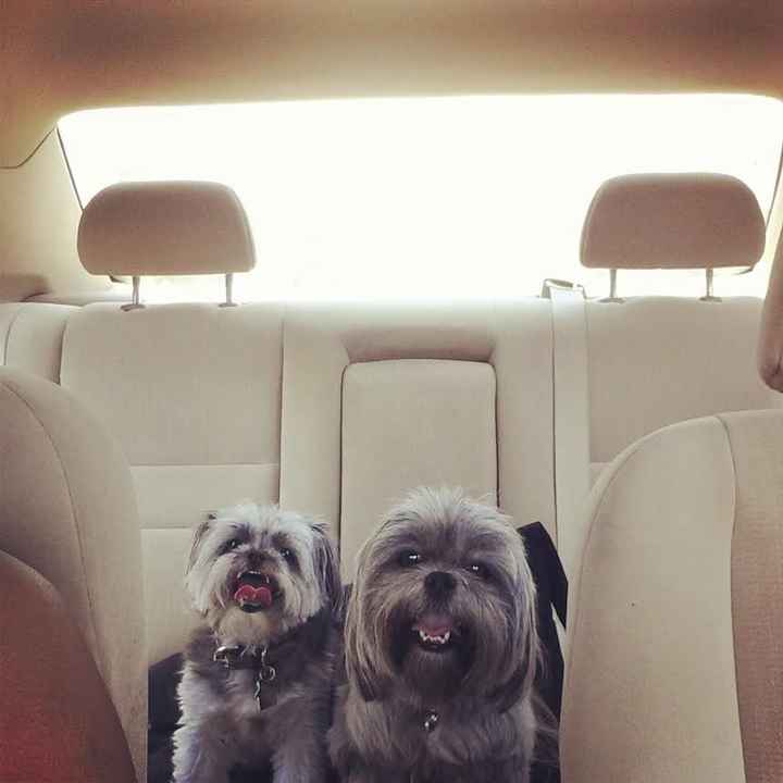 your fur babies baby pics- share'em if you got'em