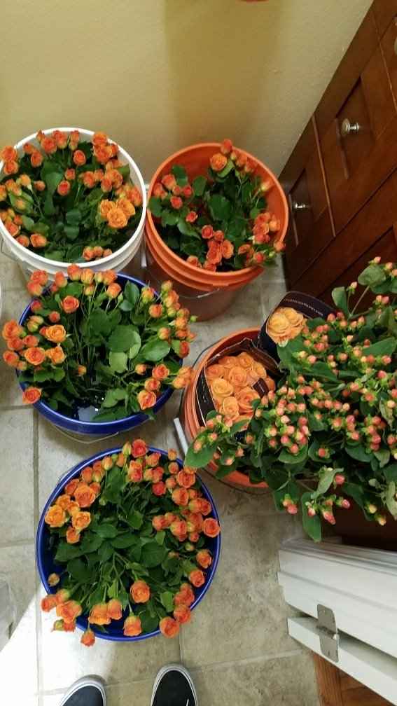 Flowers are here - 3