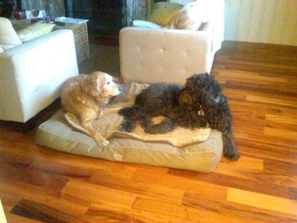 It's National Dog Day!