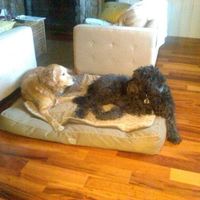 It's National Dog Day!