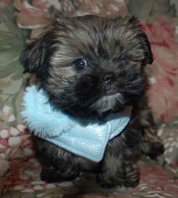 NWR: Etsy for pets (pics)
