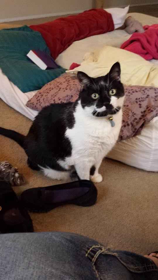 NWR Happy Fursday! Show me your fur babies!