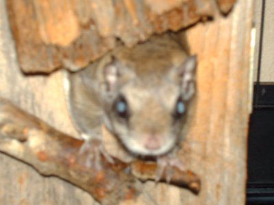 NWR:  Lost a pet :(