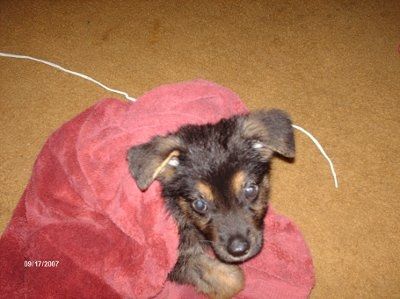 Totally NWR: My poor dog