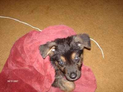 Totally NWR: My poor dog