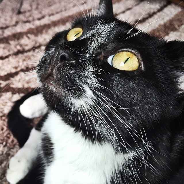 Fur baby friday!