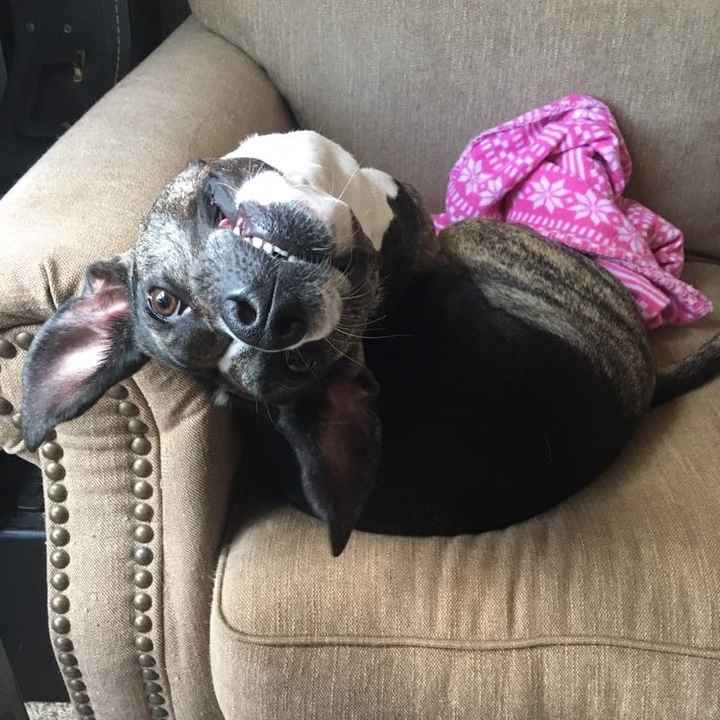 Pets "helping" you make things