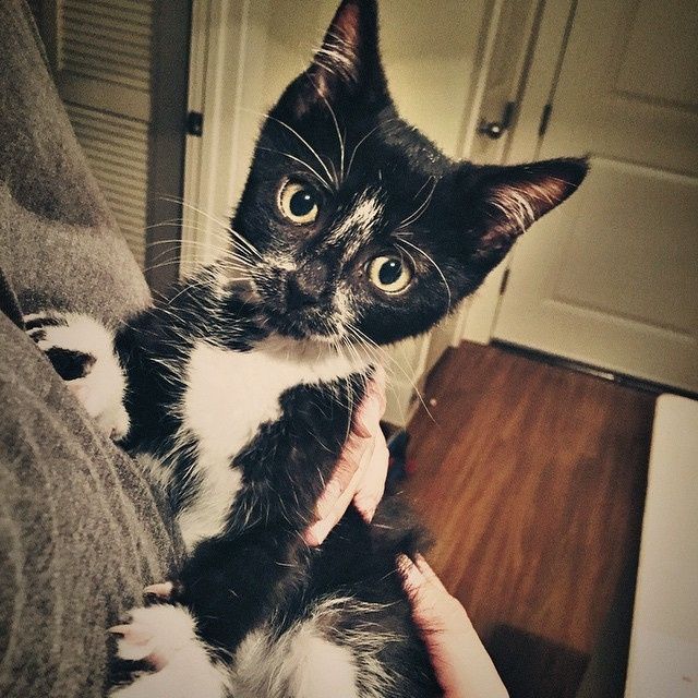 Fur baby friday!