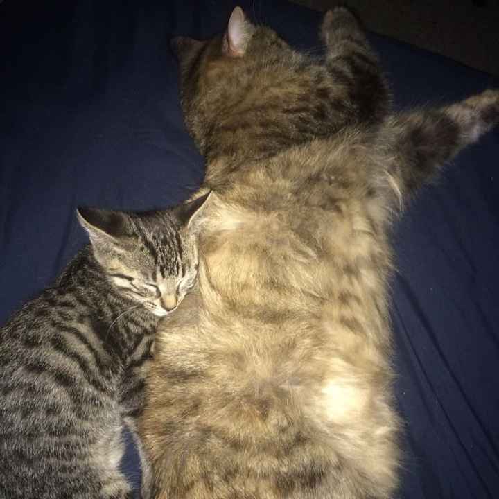 NWR: post pics of your pets!!