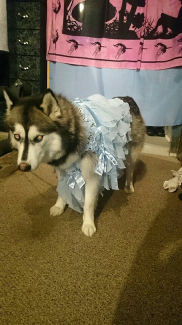 Dog in wedding