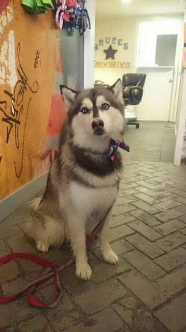 Furbaby pick me up