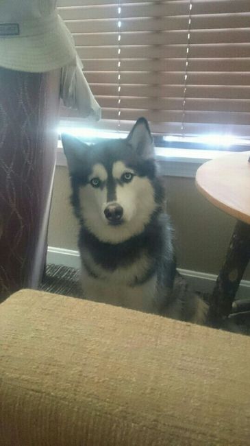 NWR: National Dog Day!