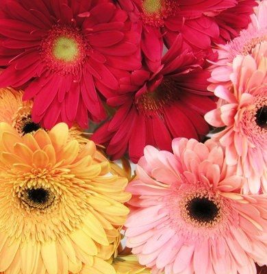 Bunches Direct?