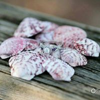 Who else has gemstones in their ring(s)?  Let's see them! - 1