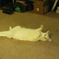 Any good adorable wedding planners