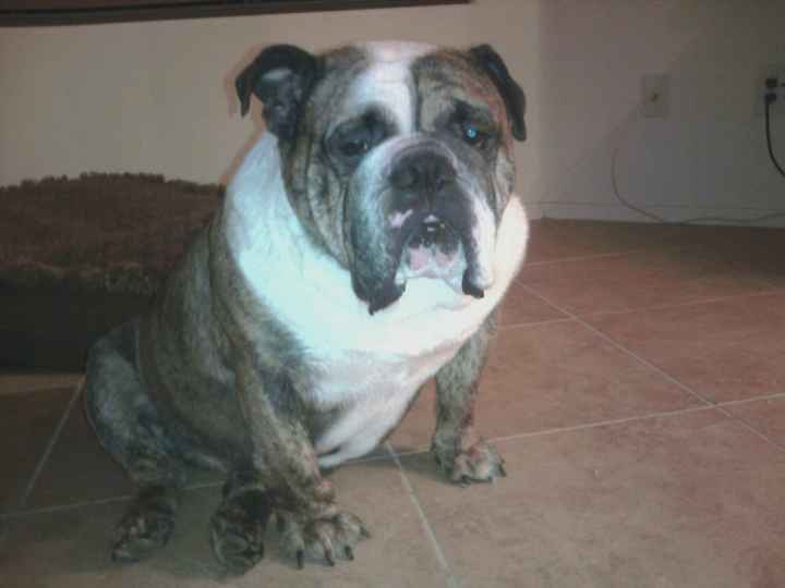 Show me your Furbabies!