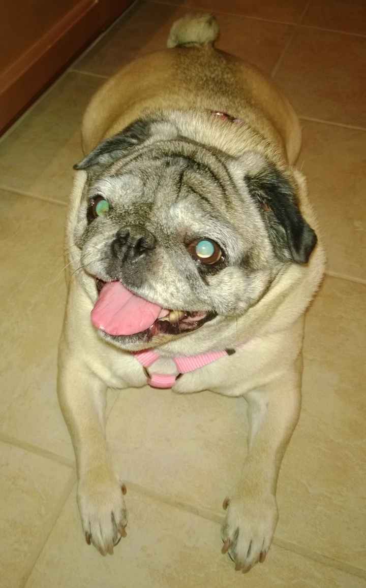 Show me your Furbabies!