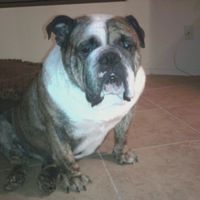 Show me your Furbabies!