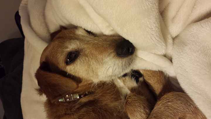 NWR: National Dog Day!