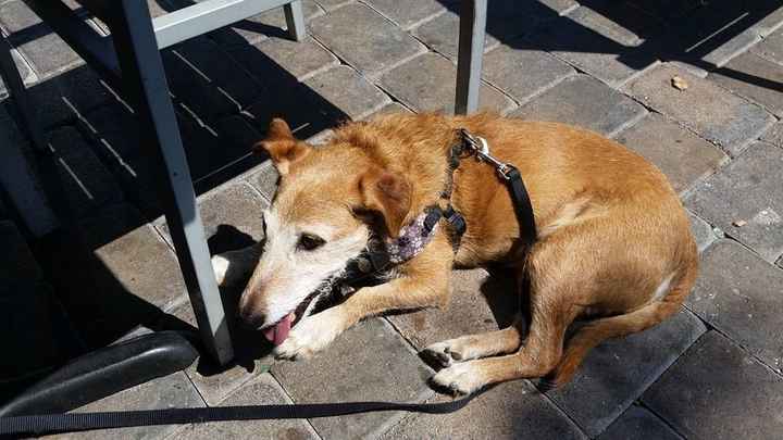 Show me those puppies!