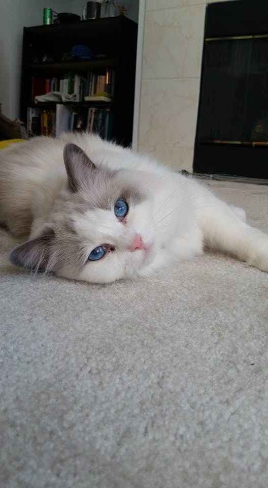 Show me your fur babies!