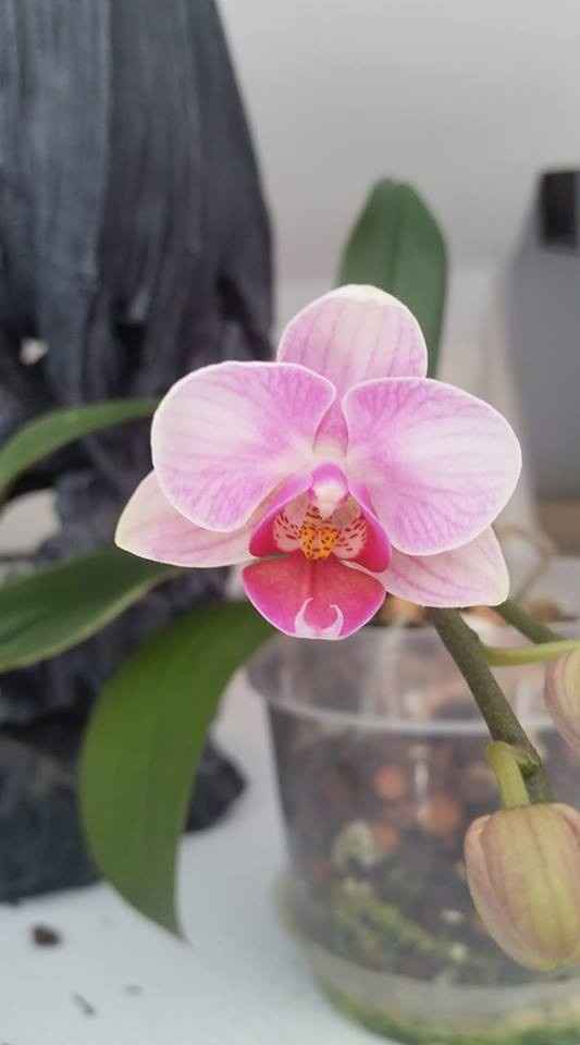 Poll: What's your favorite flower?