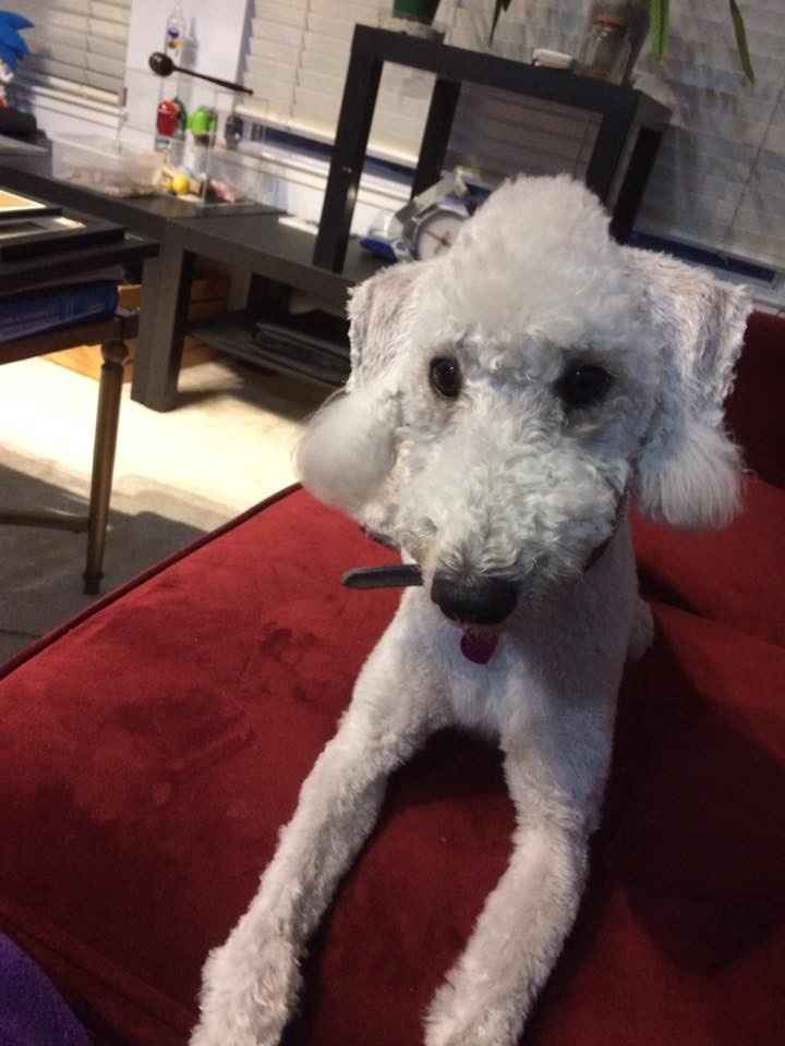 NWR PSA for pet owners