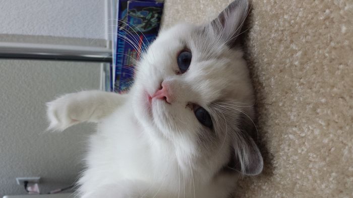 Show my your kitties!