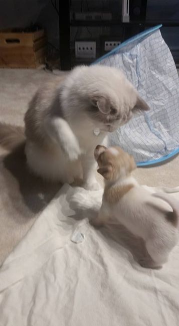 NWR: Puppy Friday!!