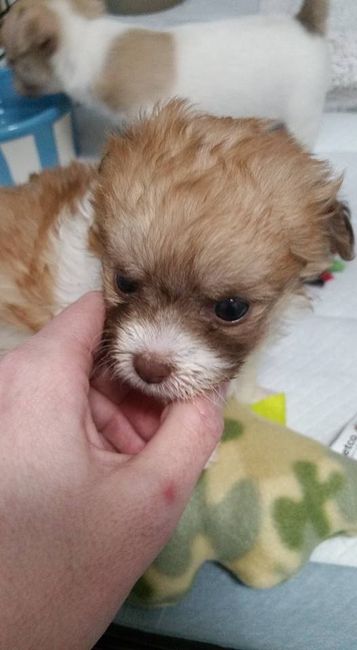 NWR: Puppy Friday!!