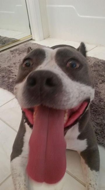 Let me see those fur babies!