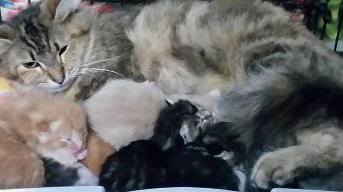 Let me see those fur babies!