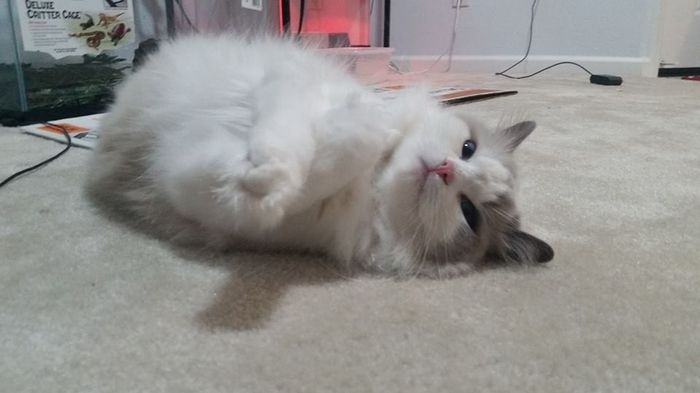 Let me see those fur babies!