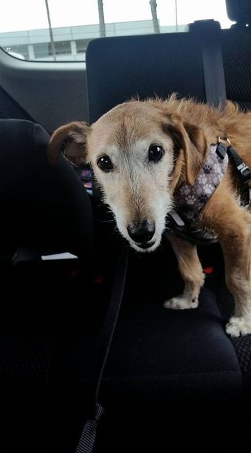 Let me see those fur babies!