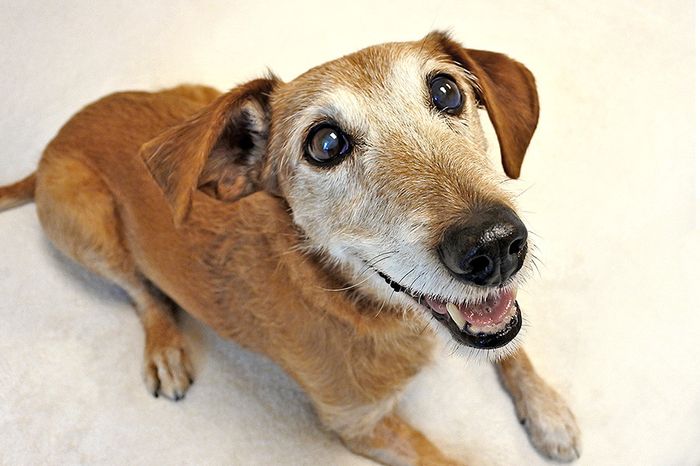 NWR: Furbaby!