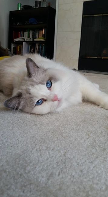 NWR: Furbaby!