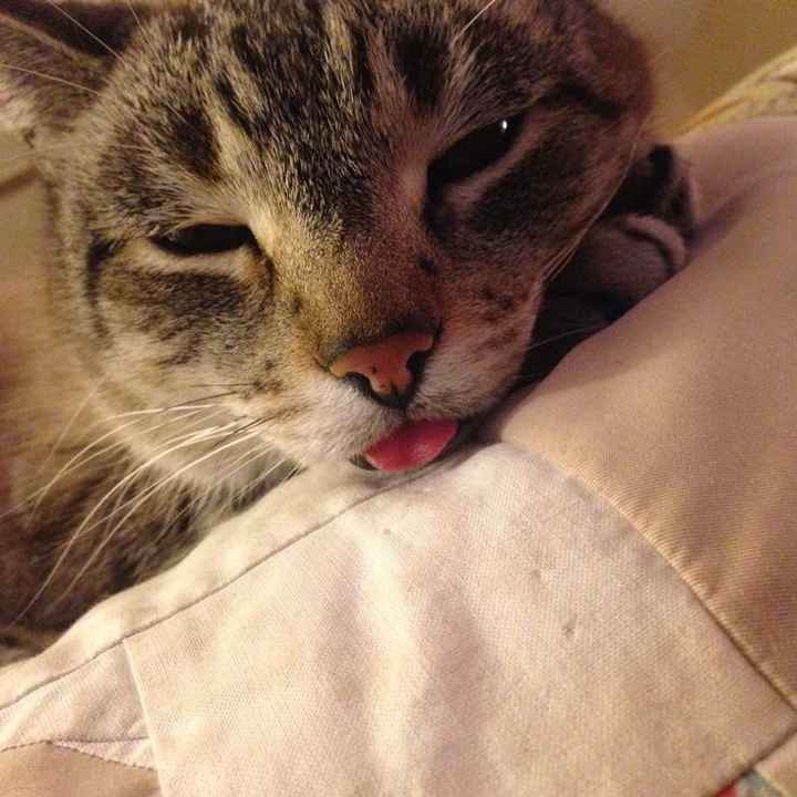 NWR: Show me your fur babies