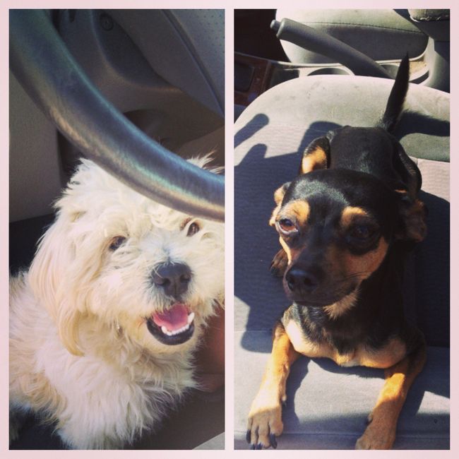 Nwr- fur babies