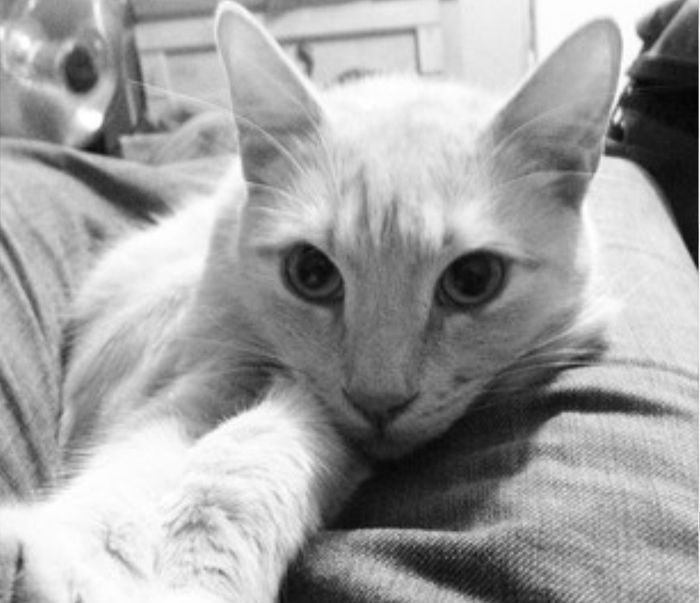 NWR:  It's Feline Friday...