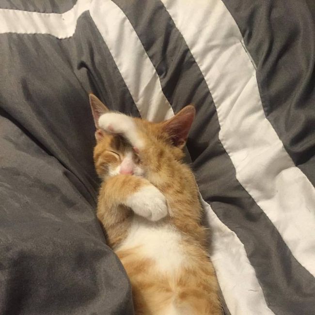 Show my your kitties!