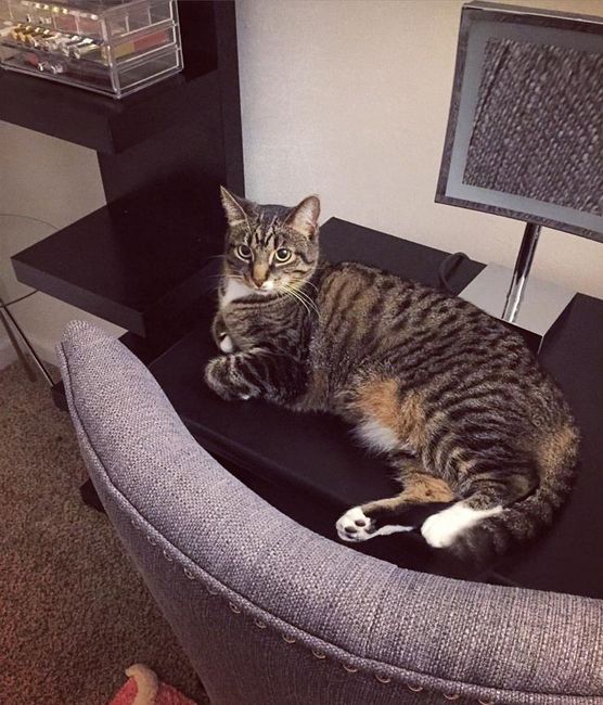 Show my your kitties!