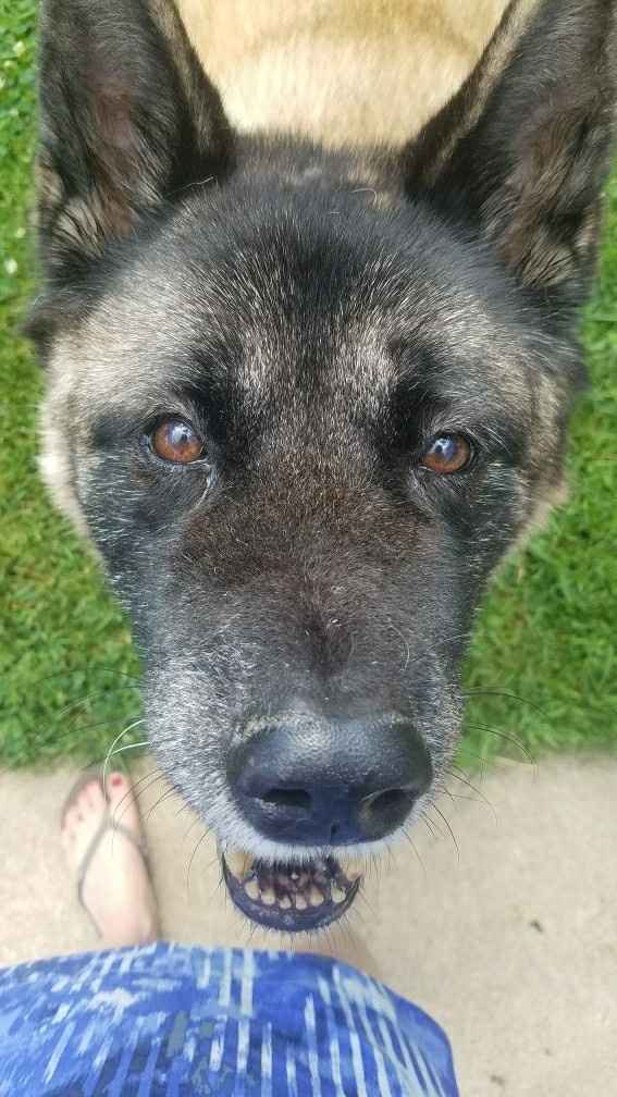 Nwr- show me your fur babies