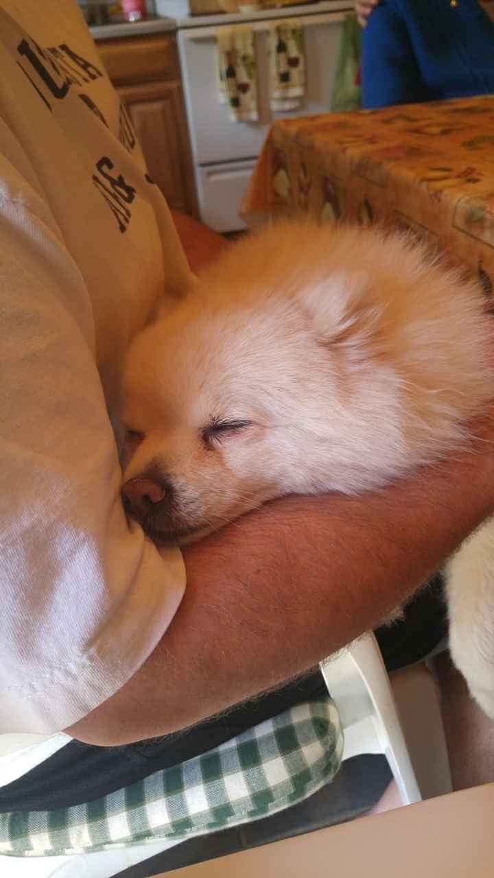 Nwr- show me your fur babies
