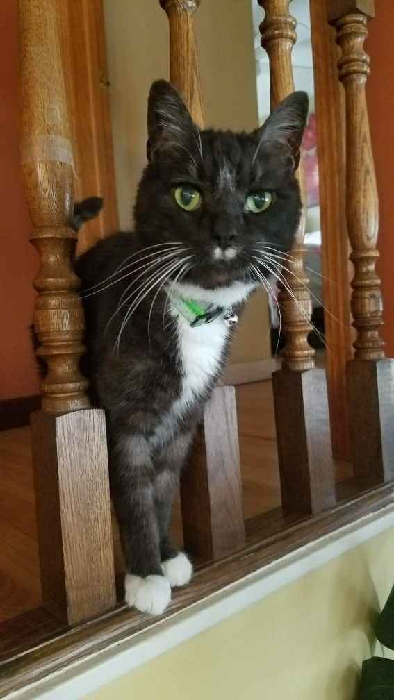 Furbabies?(non wedding post)