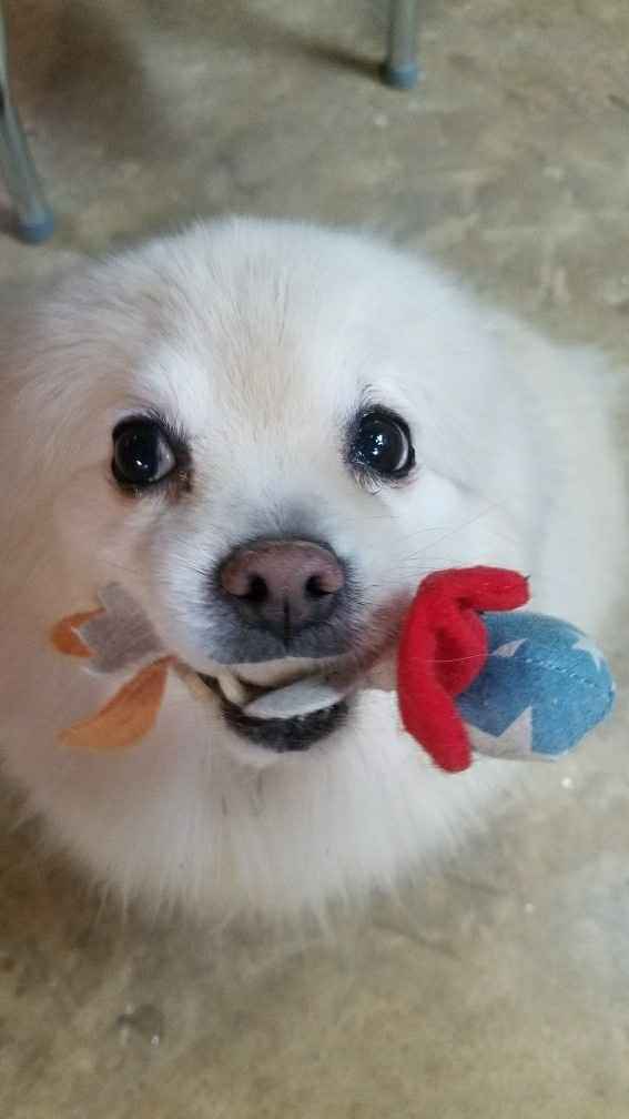 Furbabies?(non wedding post)