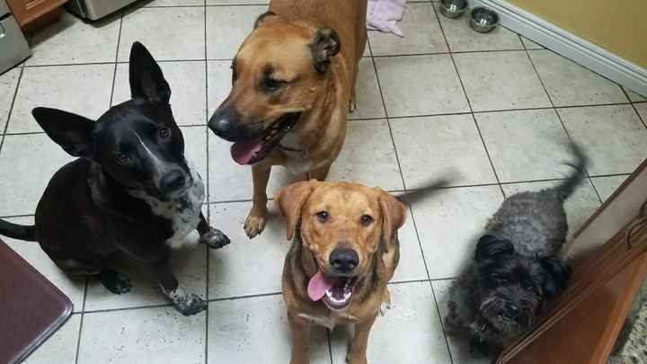 NWR: National Dog Day!