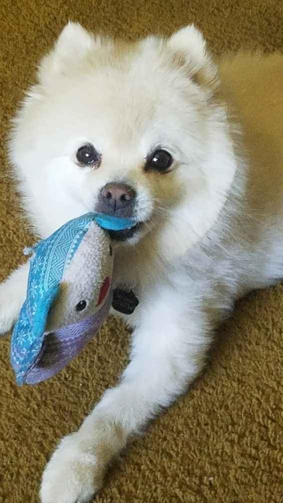 NWR: National Dog Day!