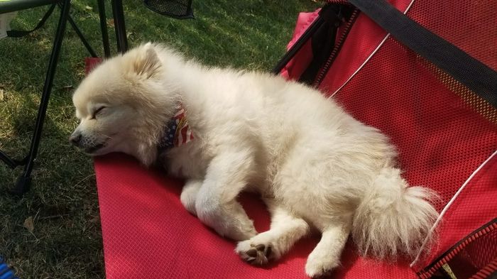 Furbaby pick me up