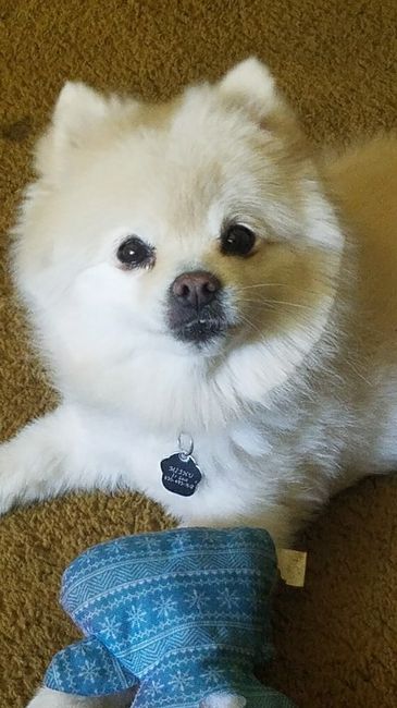 Nwr: puppy fever! (Pics included)