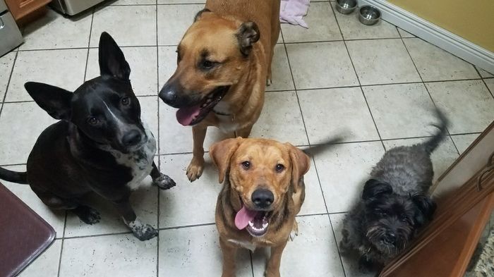 Nwr- show me your fur babies